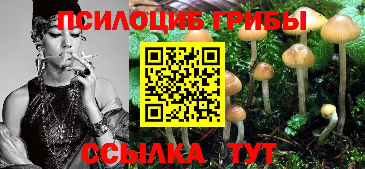 Псилоцибиновые грибы Psilocybine cubensis Георгиевск